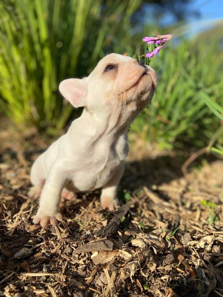 bulldog frances blanco