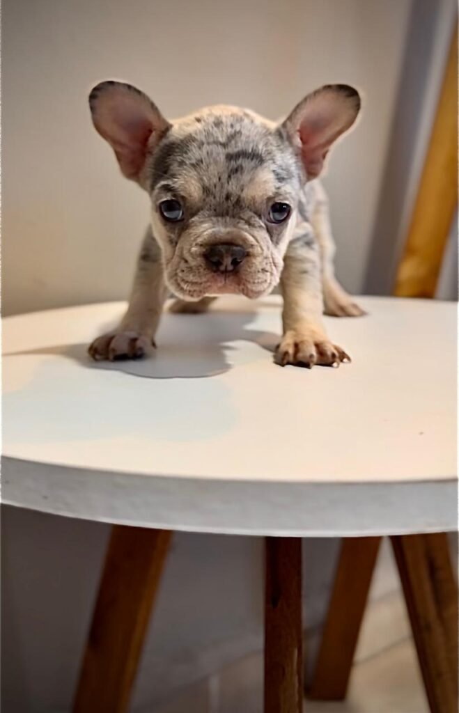 bulldog frances merle