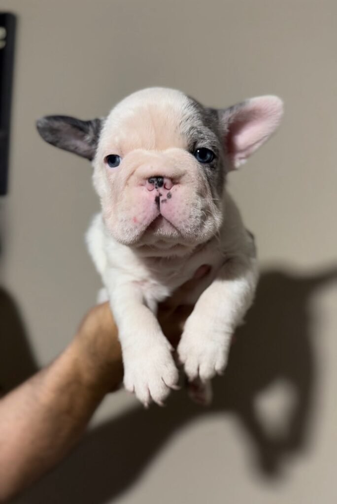 bulldog frances merle