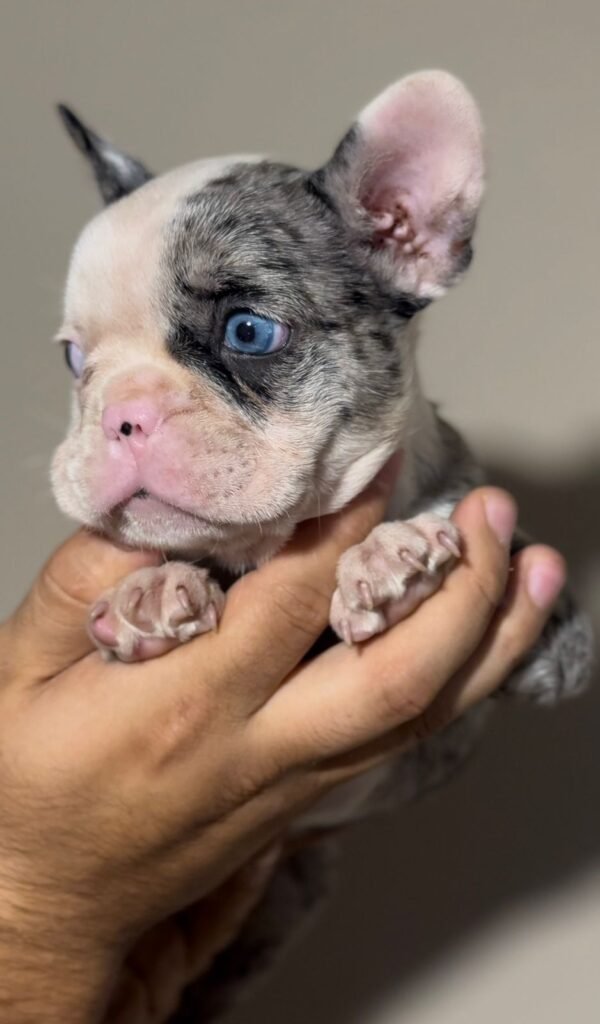 bulldog frances merle