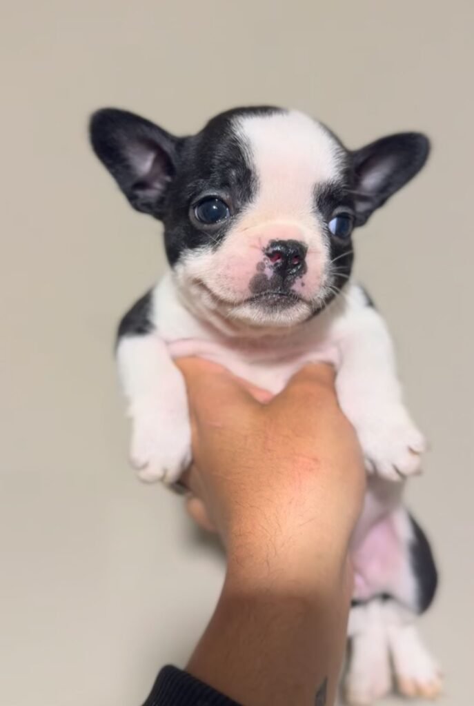 bulldog frances vaquita
