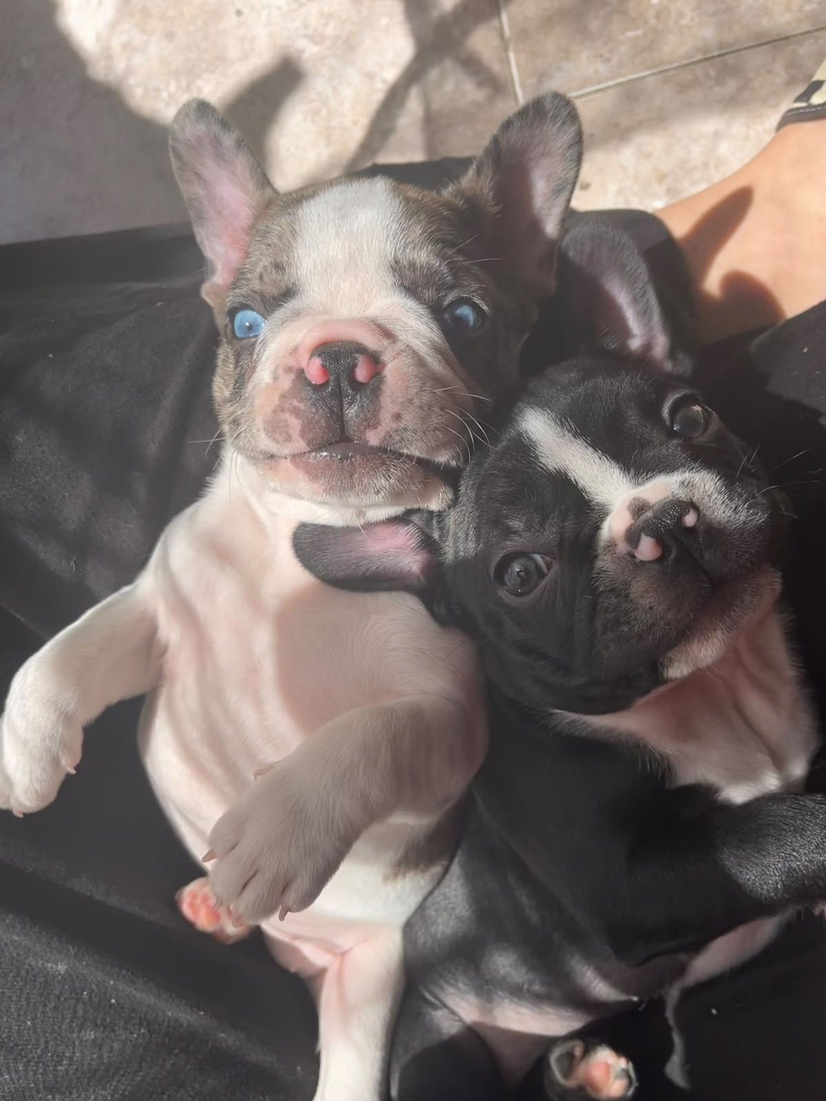 bulldog frances
