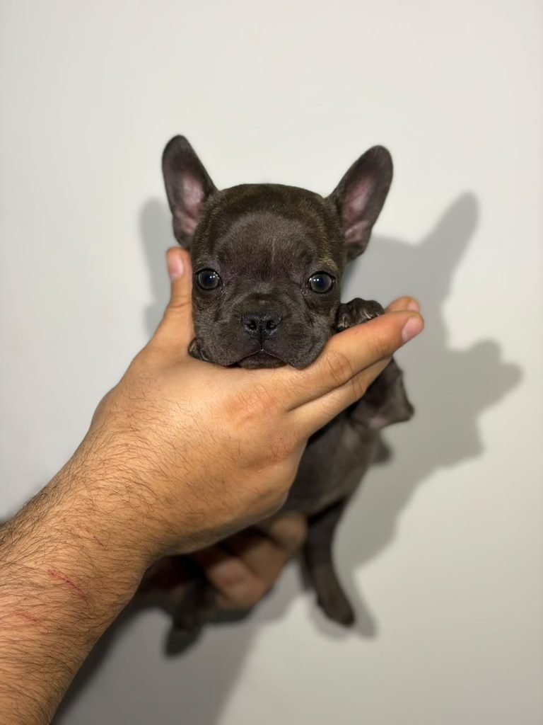 bulldog frances negro