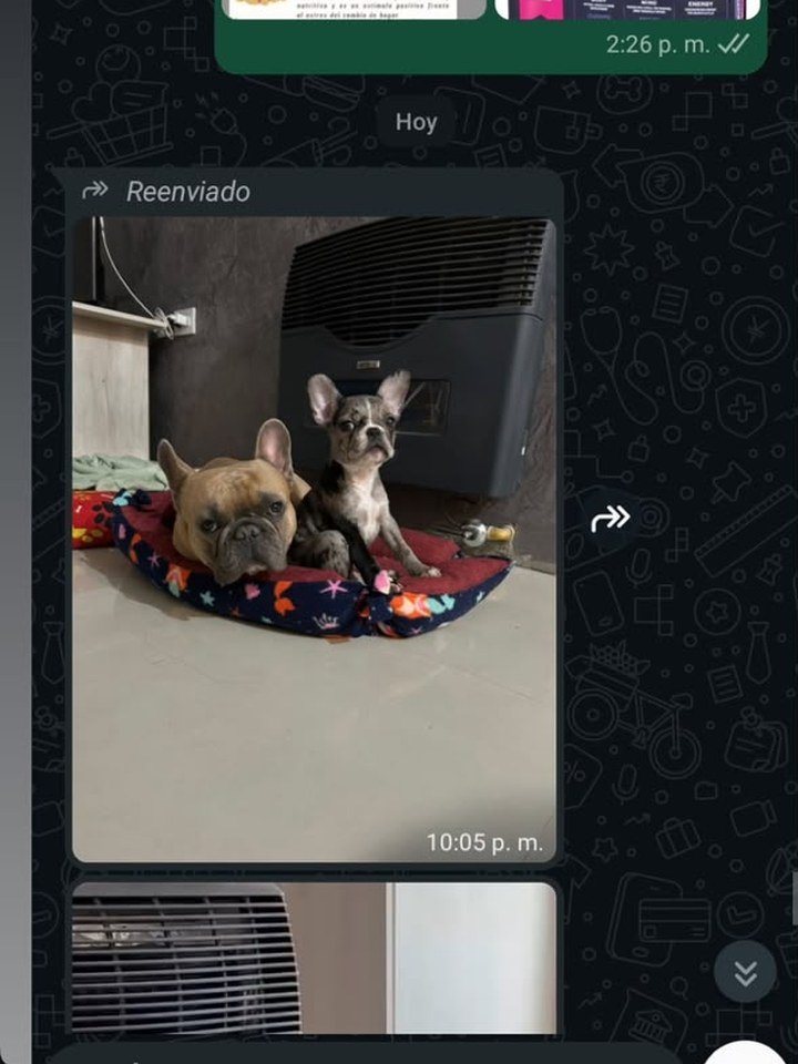 mensaje de una familia que recibió su bulldog francés