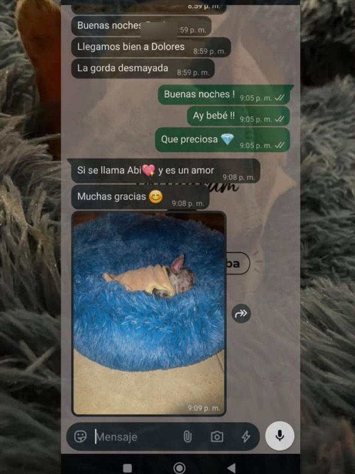 mensaje de una familia que recibió su bulldog francés